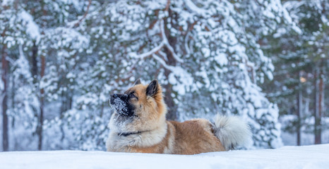 Dog puppy in snow 