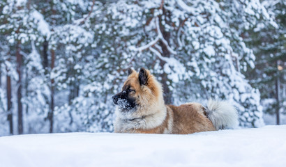 Dog puppy in snow 