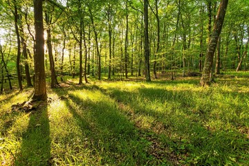 Beautiful shot of the sun rising over a green forest with different kinds of plants © Marc Molenaar/Wirestock