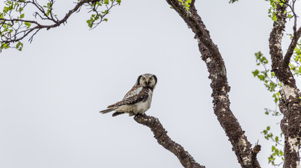 Owl on branch 