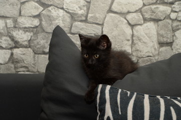 junge kleine katzen weplen kitten waldkatze