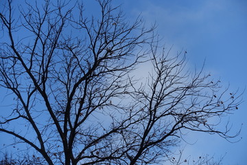 Fototapeta na wymiar Bare branches of tree against blue sky in winter