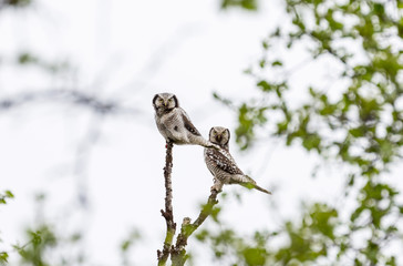 two owls on branch 