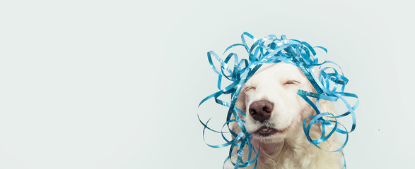 Banner happy dog present for new year, carnival,  christmas, birthday or anniversary, wearing a blue serpentines on head. isolated against gray background.