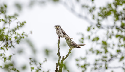 two owls on branch 