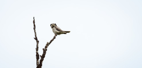 owl on branch