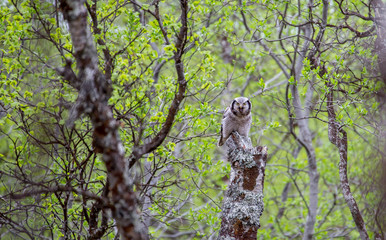 owl in forrest
