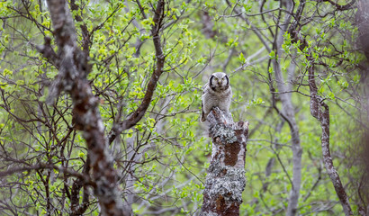Owl in forrest
