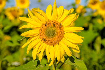 Sunflower flowers on blue sky background