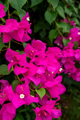 Bougainvillea pink flowers in the garden