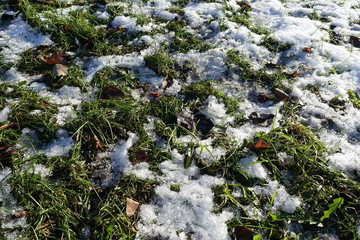 Snow and fallen leaves covering green grass in winter
