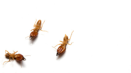 termites dead on a white background,