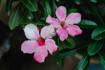 Adenium obesum (Fosk.) Roem. & Schult. Impala Lily, Pink Bignonia, Mock Azalea, Desert Rose close up.