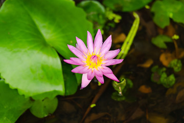 Nymphaea , beautiful purple waterlily or lotus flower in pond with nature background.