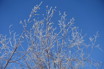 Young branches covered with hoar frost against blue sky in winter