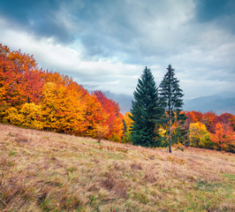 Fototapeta premium Only in the fall, every leaf on a tree turns into a flower. Wonderful autumn scene of mountain valley. Gloomy morning view of Carpathian mountains, Kvasy village location, Ukraine, Europe.