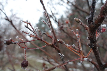 Dark brown branches covered with hoar frost in winter