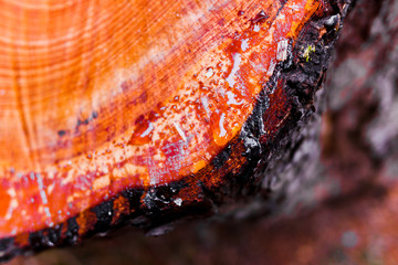 Drops of natural resin coming out of the trunk of a newly cut tree.