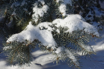 Leafage of blue spruce covered with snow in winter