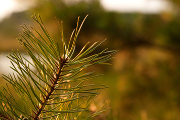 A close-up photo of a green pine needle on the right side of the image. Small pine cones at the end of the branches. Blurred pine needles in the background