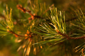 Naklejka na ściany i meble A close-up photo of a green pine needle on the right side of the image. Small pine cones at the end of the branches. Blurred pine needles in the background