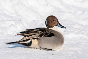 Northern pintail anas acuta male sitting on snow. Cute beautiful rare duck in wildlife.