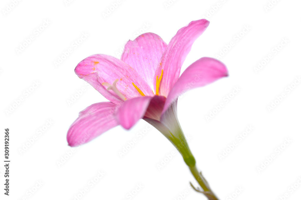 Wall mural pink rain lily (zephyranthes sp.) on white background