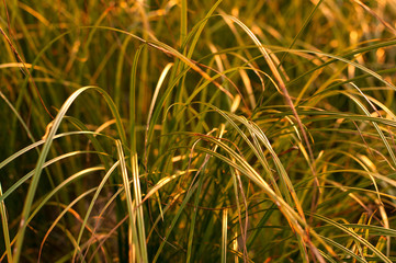 Green grass autumn landscape and sunset.