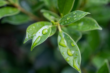 Green leaves with raindrops. Natural background of green textured plants in rainy weather.