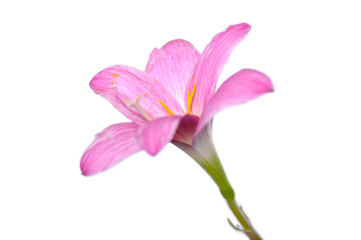 Naklejka na ściany i meble Pink rain lily (Zephyranthes sp.) on white background