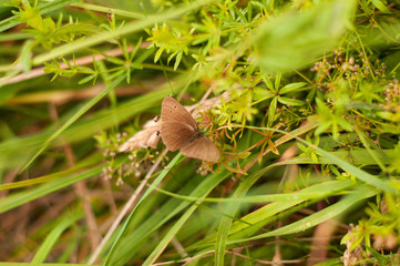 Close-up on a white butterfly cabbage butterfly sitting on green grass. Insect pests in the garden and in nature.
