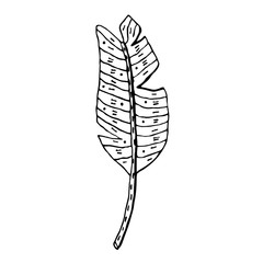 Plant leaf vector doodle illustration. Tropical, exotic plant. Banana leaf. Sticker, icon, decoration.