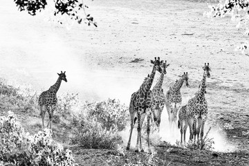 Giraffe herd in the last rays of sunlight. Monochrome