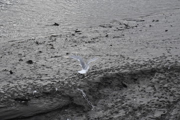 Seagull Landing