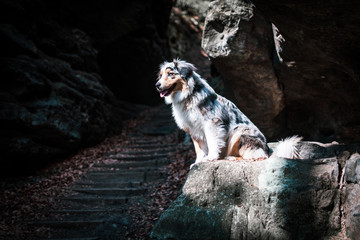 Australian shepherd in Elbsandsteingebirge Germany Nature