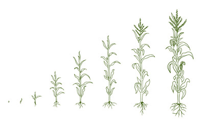 Mais plant growing process. Agrikultura plants. Corn growth stages, planting process. Zea mays life cycle infographic. Hand drawn sketch vector line.