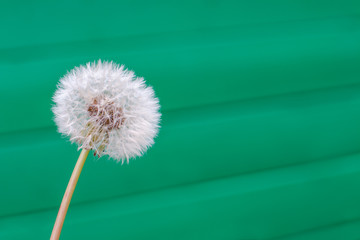 a dandelion whole seed head in front of a green fence background