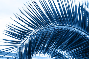 Obraz premium Palm leaves in trendy blue. Creative layout.