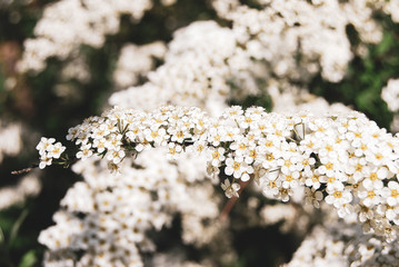 Beautiful white flowers in the garden
