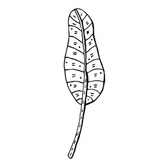 Fototapeta premium Plant leaf vector doodle illustration. Tropical, exotic plant. Banana leaf. Sticker, icon, decoration.