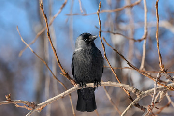Western jackdaw coloeus monedula sitting on branch of tree in winter. Cute common urban crow bird...