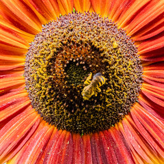 Biene auf einer Sonnenblume