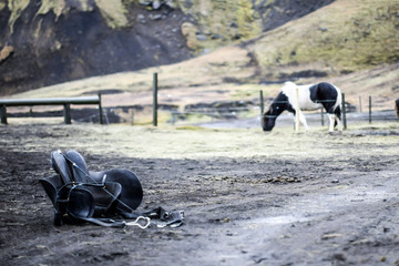 Selle et chevaux islandais dans un enclos en Islande