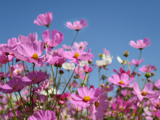 Obraz premium Purple cosmos flowers with bright blue sky.