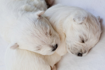 Two sleeping white puppies