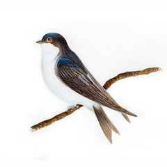 Martlet bird illustration