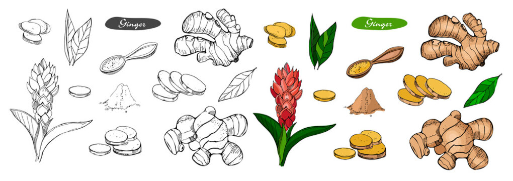 Ginger hand drawn vector illustration.Detailed colorful style sketch.Kitchen herbal spice and food ingredient.Ginger flower,powder, leaves, root and pieces. Outline and colored version