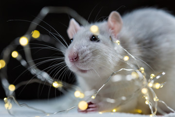 white rat sitting among light garland; symbol of New Year 2020