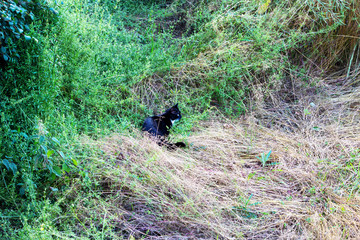 Fototapeta na wymiar a black cat sitting in the tall grass on the prowl