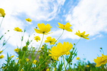 Yellow botanical garden against blue sky cloud